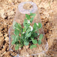 20/30 PCS Clear Garden Cloche for planter