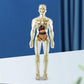 3D menneskekropp torso modell for barn anatomi modell skjelett