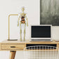 3D menneskekropp torso modell for barn anatomi modell skjelett
