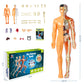 3D menneskekropp torso modell for barn anatomi modell skjelett
