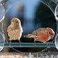 Fuglemater i gjennomsiktig akryl